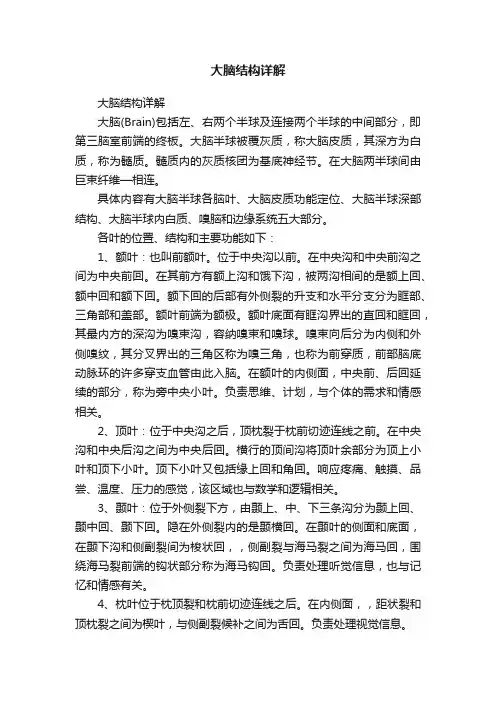 大脑结构详解