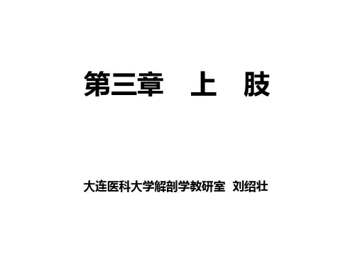 上肢局部解剖学