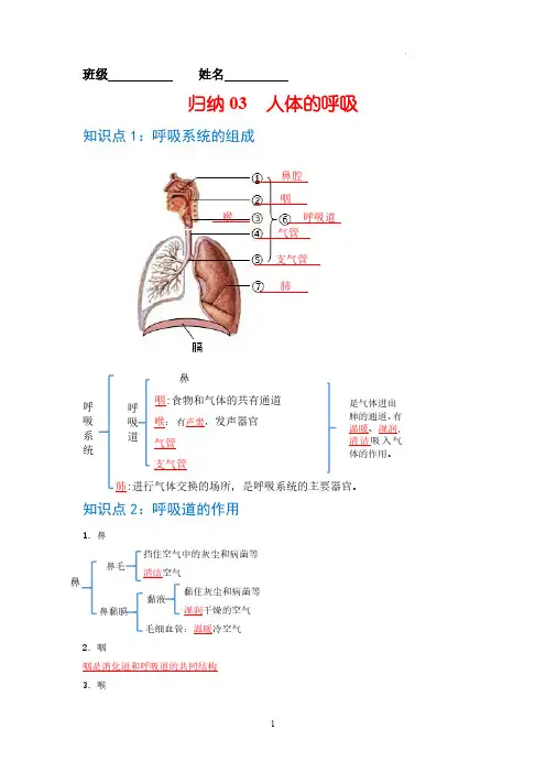 归纳03 人体的呼吸-七年级生物必背知识清单(人教版七年级下册)0