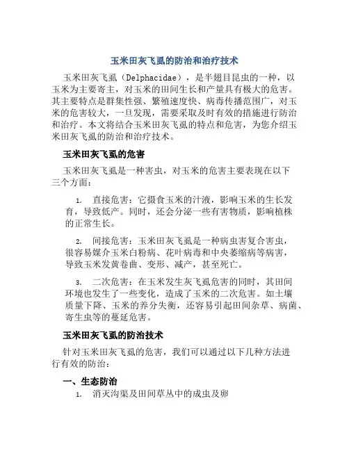 玉米田灰飞虱的防治和治疗技术