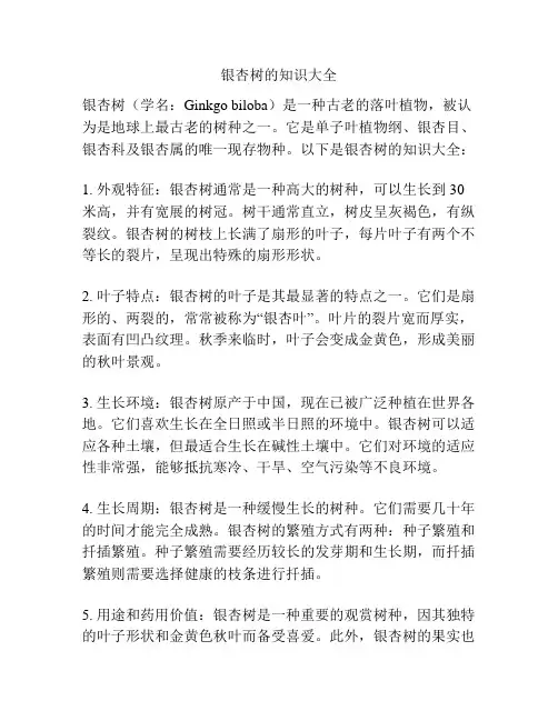银杏树的知识大全