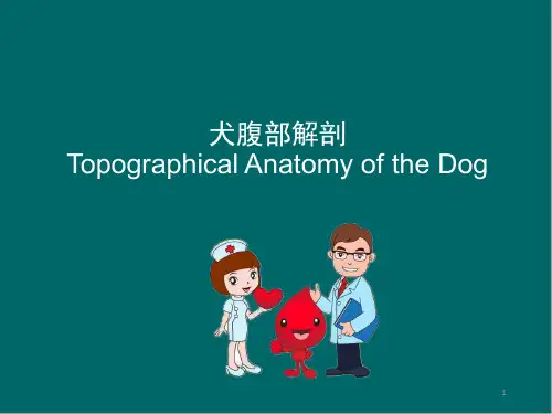 犬腹部解剖医学PPT课件