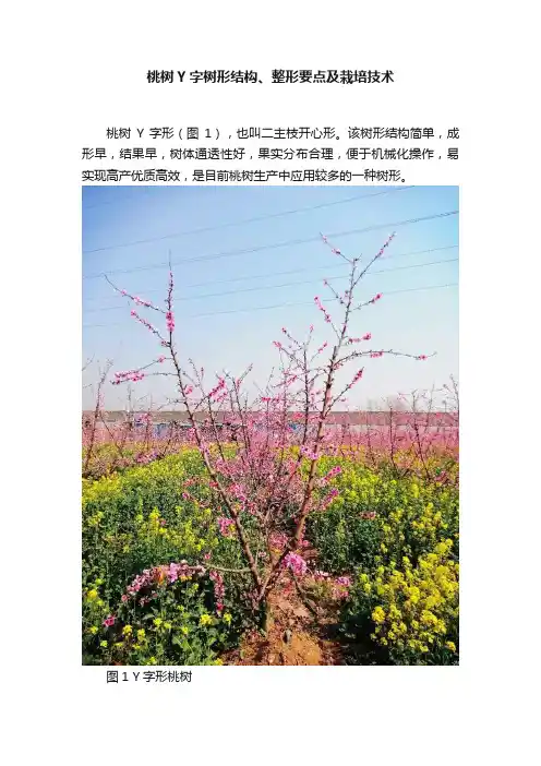 桃树Y字树形结构、整形要点及栽培技术