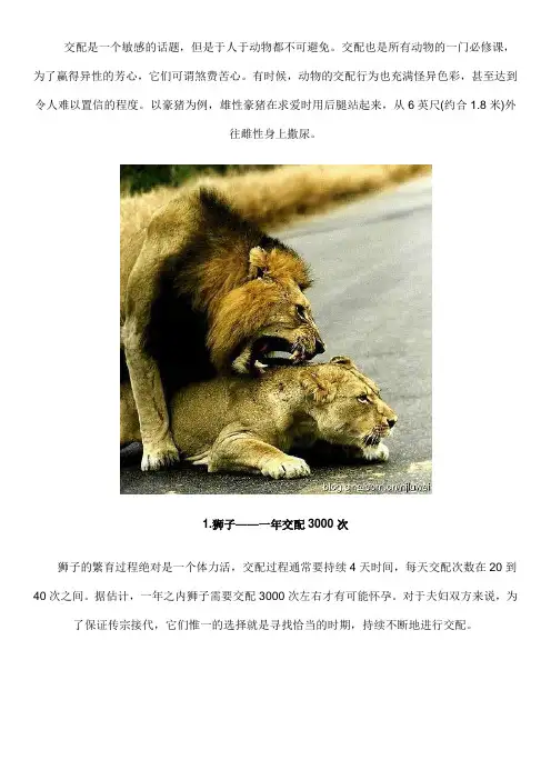 揭秘10大动物交配行为,狮子一年交配3000次(图)