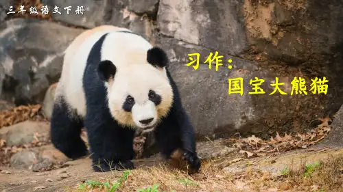部编版小学语文三年级下册习作《国宝大熊猫》优质课件
