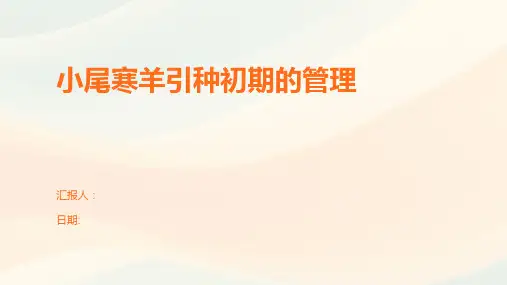 小尾寒羊引种初期的管理