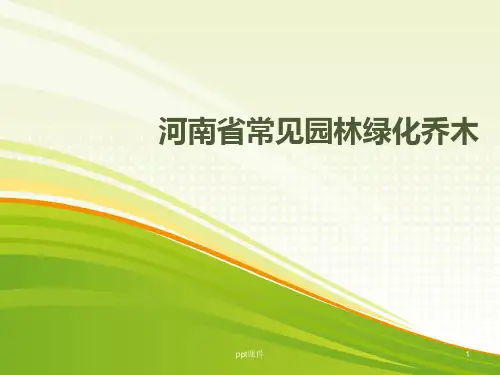 常用园林绿化乔木  ppt课件