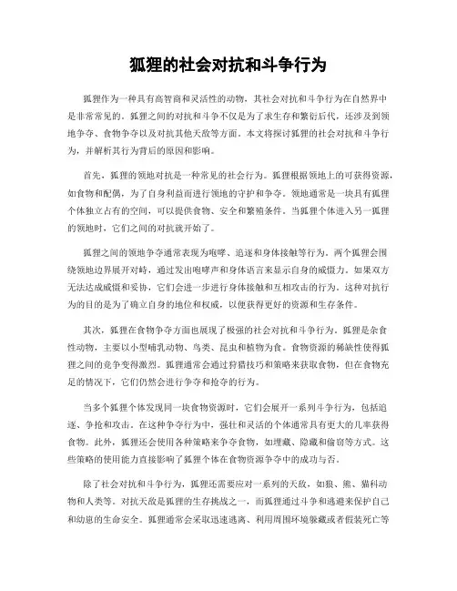 狐狸的社会对抗和斗争行为