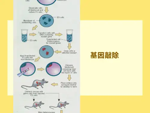 细胞生物学-3细胞生物学研究方法