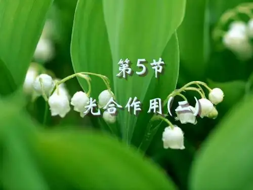 光合作用2 二氧化碳的性质