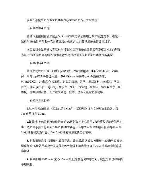 小鼠生殖细胞染色体有带核型标本制备及带型分析.