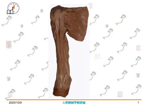 局部解剖学课件：实物图片