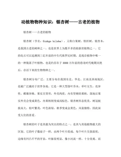 动植物物种知识：银杏树——古老的植物