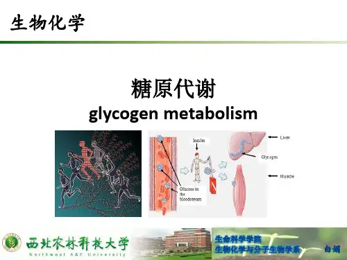 5糖原的分解与合成