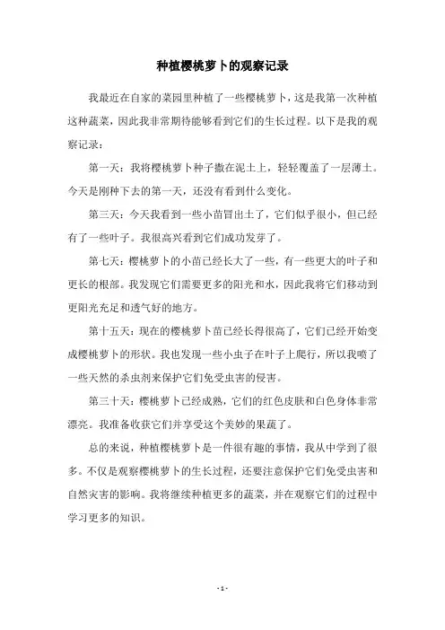 种植樱桃萝卜的观察记录