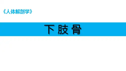 人体解剖学课件：下肢骨