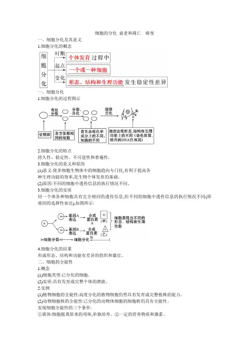 细胞的分化 衰老和凋亡  癌变