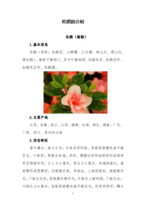 杜鹃的介绍