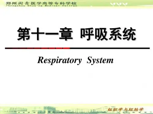11第十一章 呼吸系统