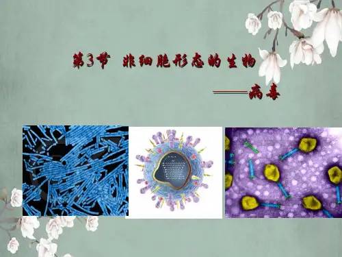 非细胞形态生物——病毒
