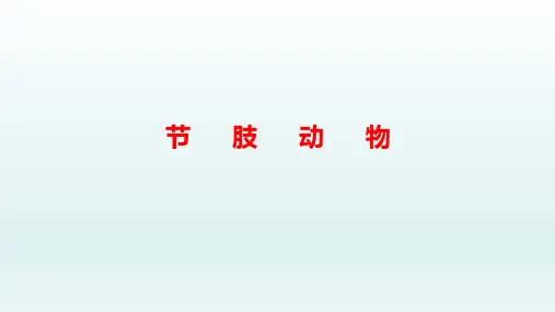 冀教版七年级生物上册： 节肢动物  课件
