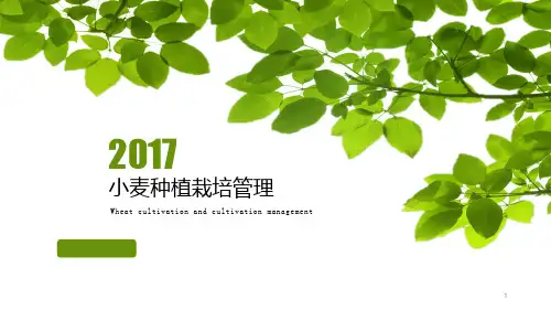 小麦栽培种植管理技术ppt课件