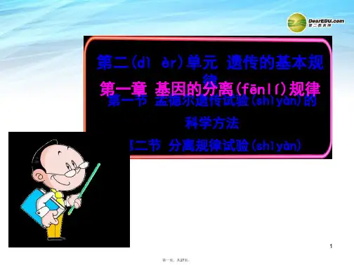 高中生物 2.1.1、2孟德尔遗传试验的科学方法分离规律试验课件 中图版必修2