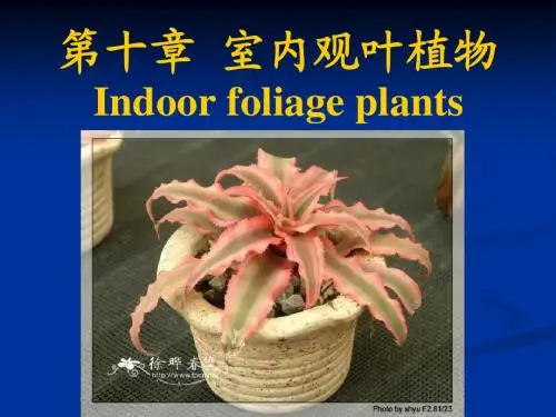 第十章 室内观叶植