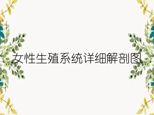 女性生殖系统详细解剖图