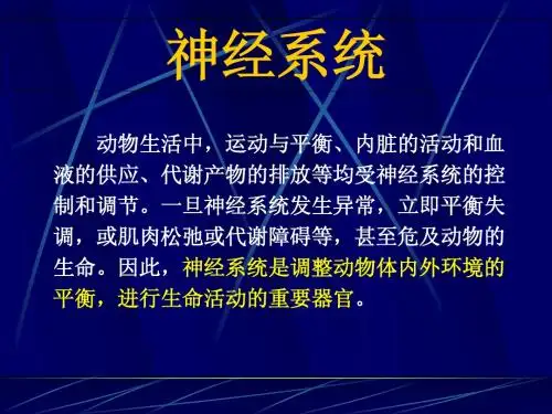 8-解剖学部分-神经系统