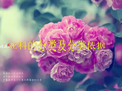 蔷薇科亚科的分类及分类依据