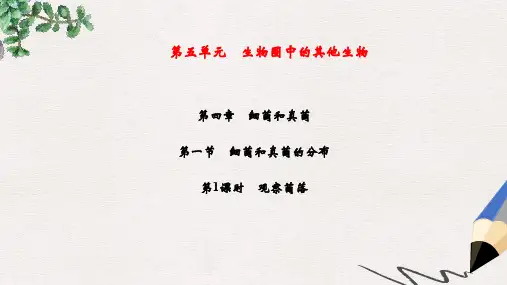 八年级生物上册 第5单元 第4章 第1节 细菌和真菌的分布(第1课时 观察菌落)习题课件 (新版)新人教版