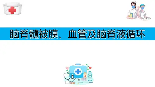 神经系统—中枢神经系统(人体解剖学课件)