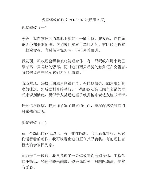 观察蚂蚁的作文300字范文(通用3篇)