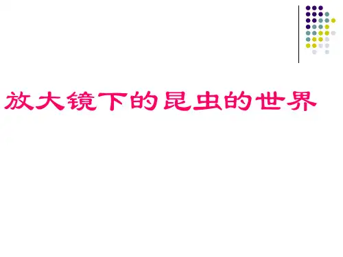 六年级下 放大镜的昆虫世界教科版ppt (共35页)