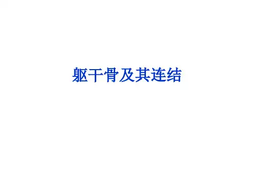 2躯干骨及其连结、颅骨及其连结(人体解剖学)