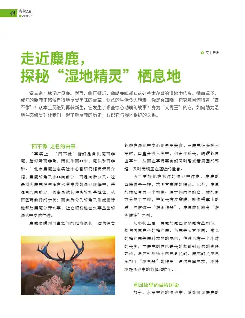 走近麋鹿，探秘“湿地精灵”栖息地