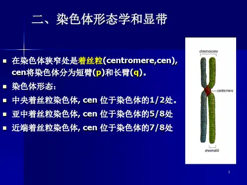染色体带型分析ppt课件