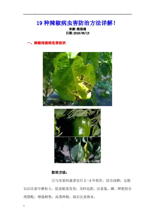 19种辣椒病虫害防治方法详解