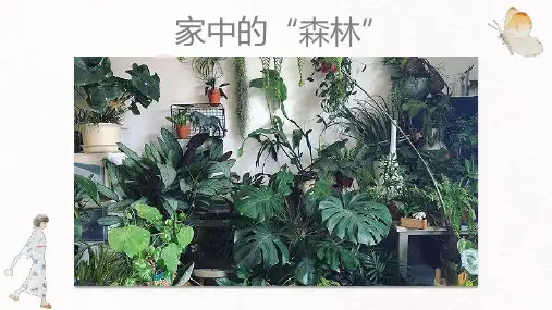 呼吸作用七年级生物上册教学课件(北师大版)