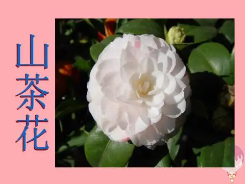 三年级语文上册第七单元山茶花PPT课件2鄂教版