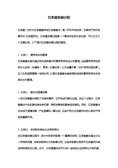 红茶菌发酵过程