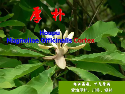 11-2 被子植物类生药--木兰科、樟科