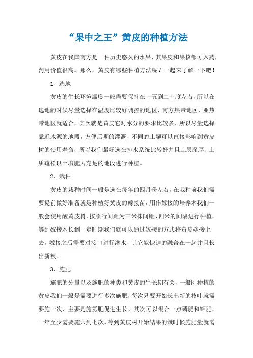 “果中之王”黄皮的种植方法