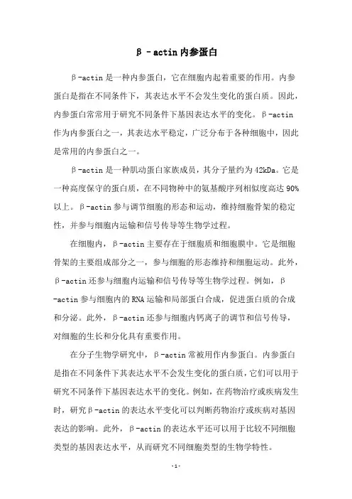 β–actin内参蛋白