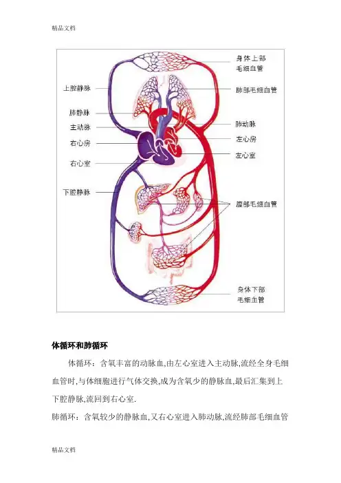 体循环和肺循环讲课教案