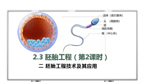 胚胎工程(第2课时)高二生物(人教版2019选择性必修3)