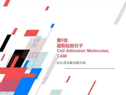 细胞粘附分子CellAdhesionMoleculesCA