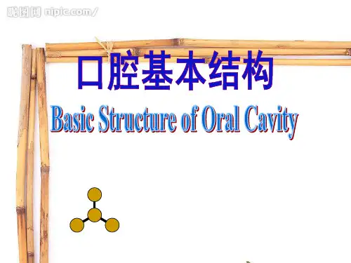 口腔基本结构