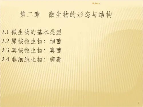 微生物的形态和结构细菌